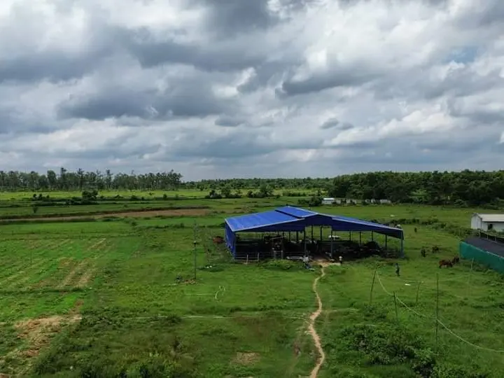 Cow Shed