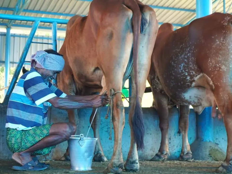 Milking